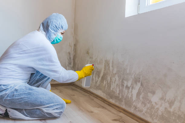 Licensed Mold Remediation service in Wrightsville, PA - WQB Mold Removal